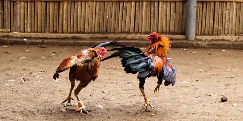 Bí quyết rèn luyện chiến kê phát triển lối ra đòn bật thẳng