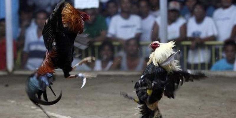 Đá Gà Cựa Sắt - Chi Tiết Luật Chơi Và Mẹo Thắng Lớn 1 Tỷ